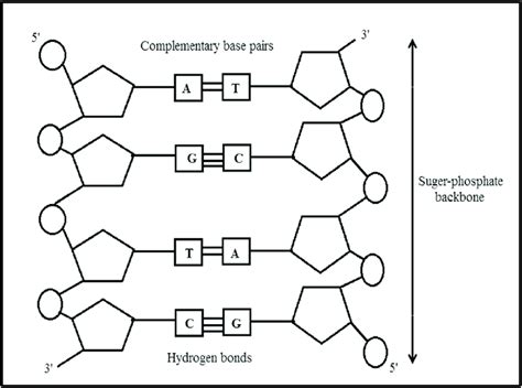 Double-stranded DNA detailed structure. | Download Scientific Diagram