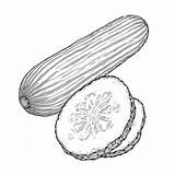 Sliced cucumber coloring Page Lulu Pages sketch template