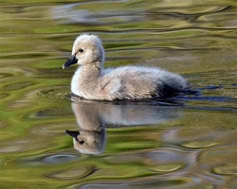 What Is A Baby Swan Called? (5 Things Make Them Unique)