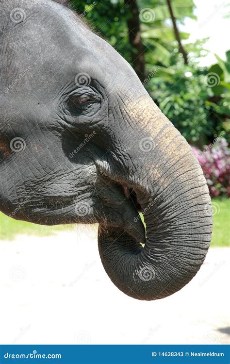 Elephant Face Profile Stock Photos - Image: 14638343