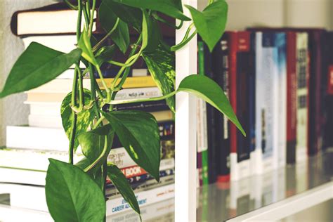 Longest Living House Plants: How to Keep Your Plants Alive Forever