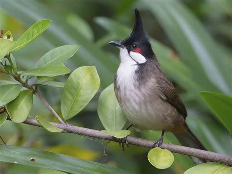 Red-crested Bulbul is truly a captivating bird with its dazzling plumage, the combination of ...