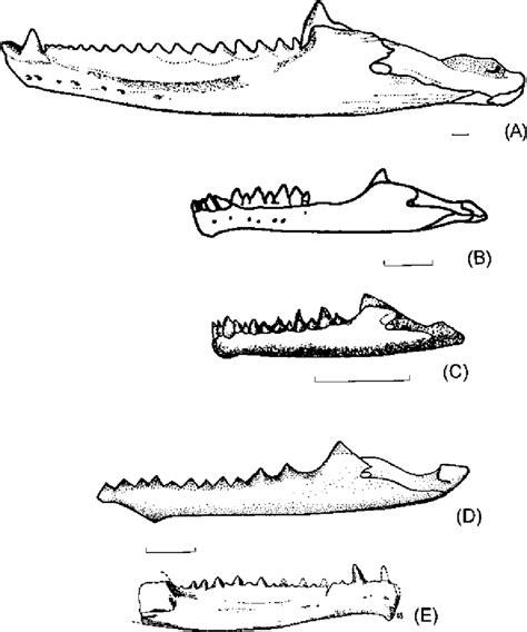 Lower jaws of sphenodontians at different ontogenetic stages. (A ...