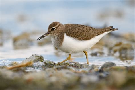 The Common Sandpiper (Actitis hypoleucos)