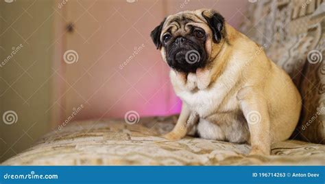 Funny Pug Sitting on the Couch at Home. Cute Dog Resting on the Couch ...