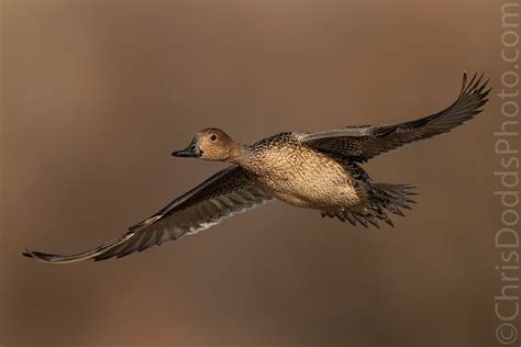 Female Northern Pintail in flight — Nature Photography Blog