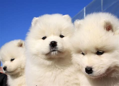 Samoyed Description, Temperament, Images, Facts Britannica | atelier-yuwa.ciao.jp