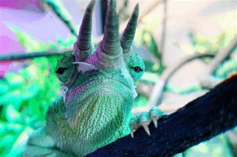 Can Chameleons Eat Lettuce? - ReptileStartUp.com