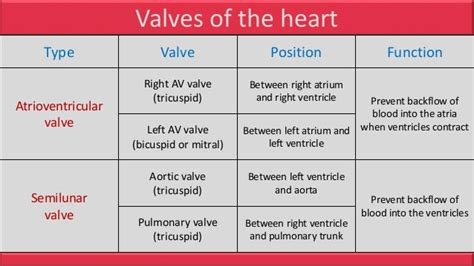 Function Of The Atrioventricular And Semilunar Valves