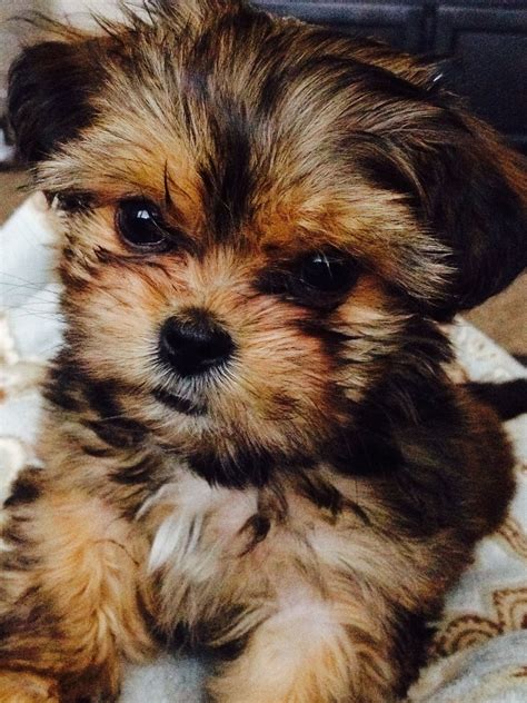 Morkie And Shih Tzu Mix - MIXERXF