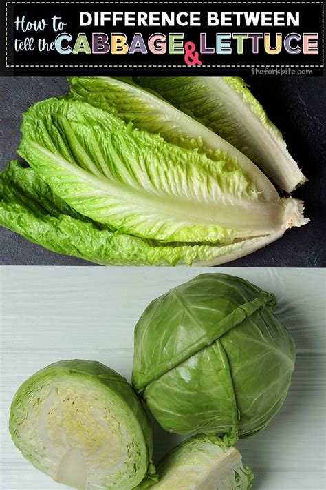 How to Tell the Difference between Cabbage and Lettuce - The Fork Bite