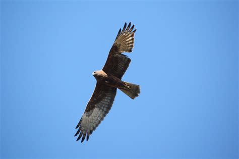 Swamp Harrier | BIRDS in BACKYARDS