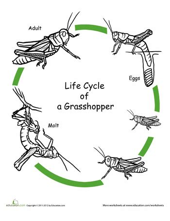 Color the Life Cycle of a Grasshopper