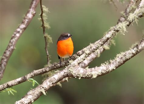 Flame Robin (male), Leatherbarrel Creek, Mt Kosciuszko NP,… | Flickr