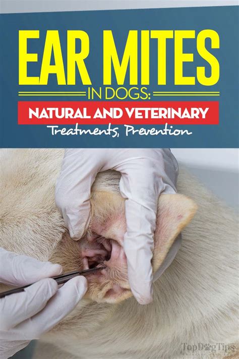 Ear Mites in Dogs: Symptoms, Natural Treatments and Prevention