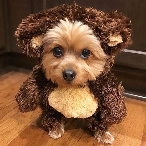 Omg....that face | Dog halloween costumes, Dog halloween