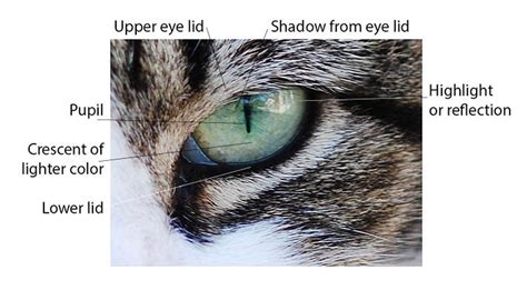 Cat Eye Anatomy