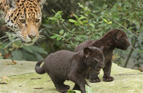 Black Jaguar Cubs Learn to Stalk at ARTIS - ZooBorns