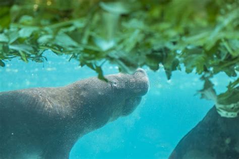 Manatee Underwater Eating Food Stock Image - Image of space, text ...