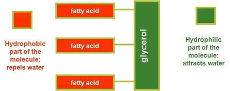 Lipids - BIOLOGY4ISC