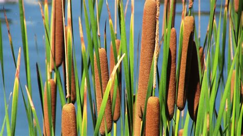 Closeup Of Cattails Free Stock Photo - Public Domain Pictures