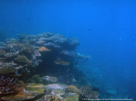 Snorkeling in Fiji along the coral reefs | HI Travel Tales