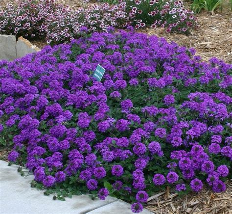 Verbena - Watters Garden Center