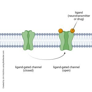 Ionotropic Receptors (Ligand-Gated Channels) – Introduction to Neuroscience