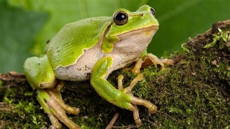 Petition · We need a Frog skin in Fortnite - New Zealand · Change.org