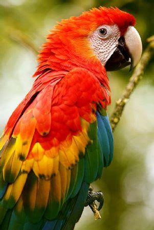 Guacamayo Rojo o Ara chloropterus - 🥇 Extinción Animal 2023