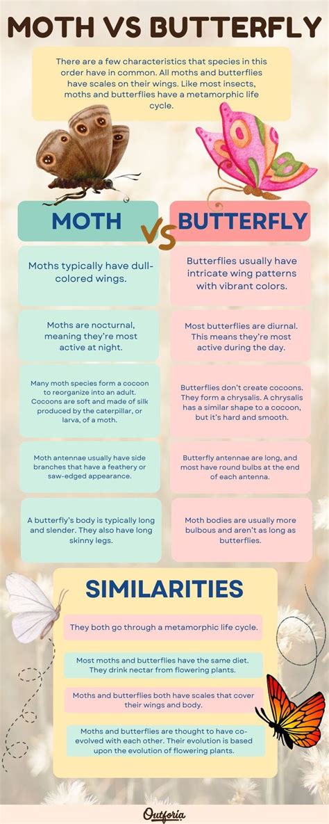 Moth Vs Butterfly: How Are They Different? | Moth vs butterfly, Moth species, Butterfly species