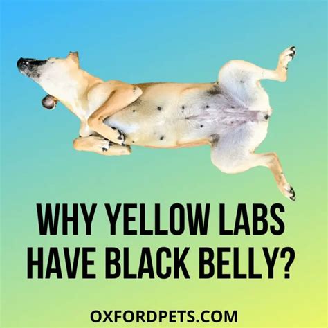Why Does My Yellow Lab Have A Black Belly? [Solved] - Oxford Pets