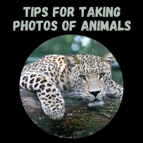 5 Tips for Taking Amazing Animal Photos - FeltMagnet