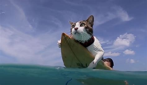 A Surfing Cat? Meet Hokule'a, the Hawaiian Feline Who Loves the Water