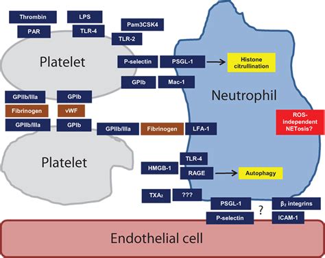 Frontiers | Intercellular Interactions as Regulators of NETosis