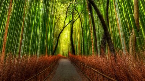 Bamboo Forest Virtual Backgrounds - VirtualOffice.ninja