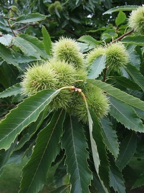 Wanted - Sweet Chestnut trees | in Norwich, Norfolk | Gumtree