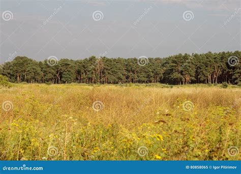 Meadow and Forest at Sunset Stock Image - Image of canes, sunset: 80858065