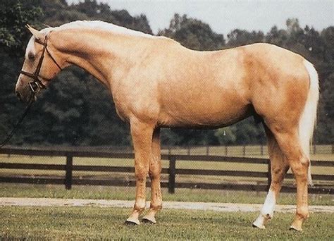 Magnificent Palomino Thoroughbred Stallion