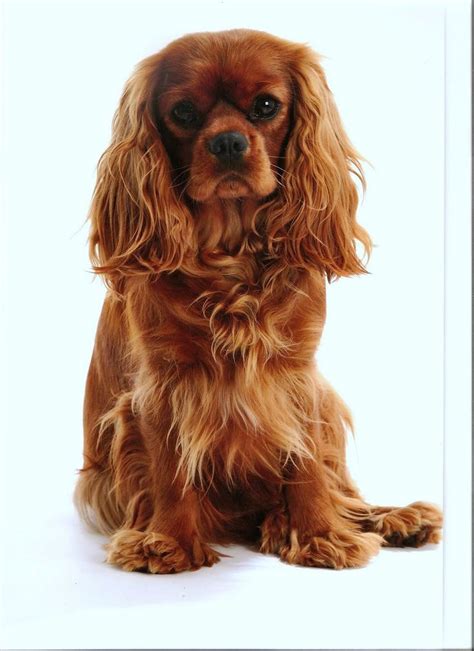 53 best images about Ruby Cavalier King Charles Spaniel on Pinterest ...