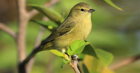 Orange-crowned Warbler Identification, All About Birds, Cornell Lab of ...