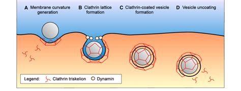 Vesicle formation during clathrin-mediated endocytosis. a The assembly... | Download Scientific ...