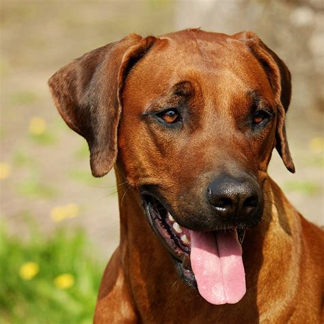 Ridgeback Dog Breeds | The Smart Dog Guide