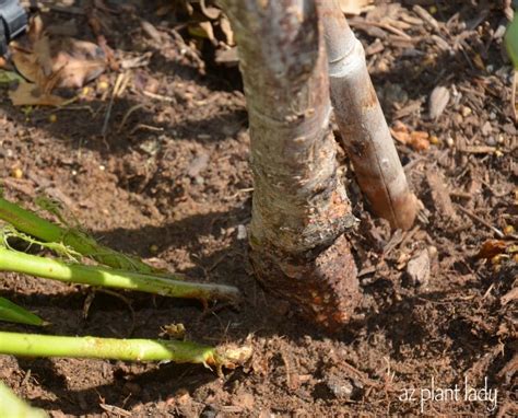 Fruit Tree Suckers - How to Identify and Get Rid of Them - Ramblings from a Desert Garden