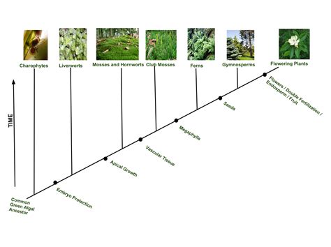 Plant evolution - Wikipedia