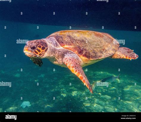 Underwater picture of a Green Sea Turtle, (Chelonia mydas) Eastern ...