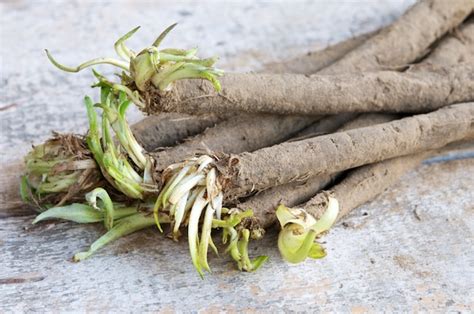 Salsify Crepes with Sango Sprouts – Vegalicious Recipes