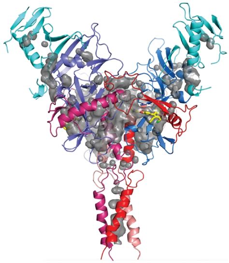 Structure of Ebola virus’s glycoprotein reveals an Achilles heel