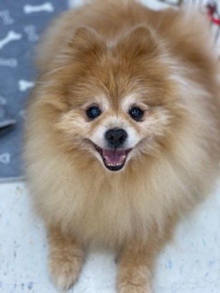 Pomeranian Dog Rescue - Pets Lovers