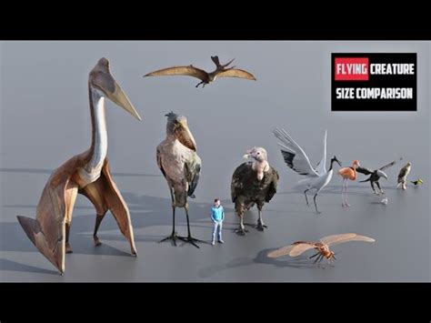 The Sizes of Flying Creatures, Compared | Flipboard